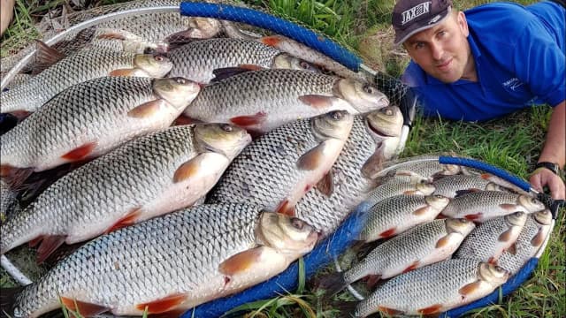 Najlepsze przynęty na płocie - uniknij błędów w łowieniu bream Najlepsze przynęty na płocie - uniknij błędów w łowieniu bream